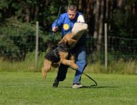 Stevens Dog Training image 2